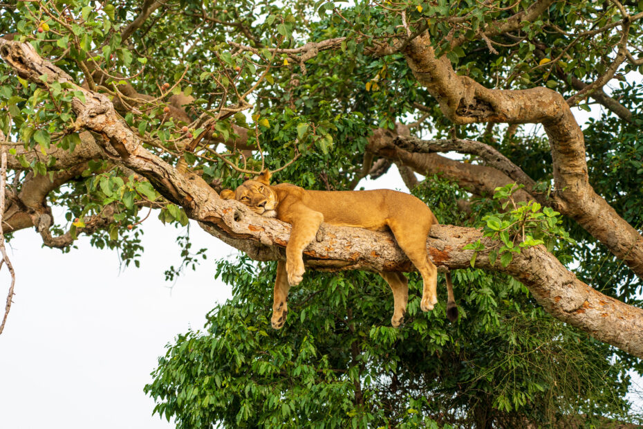 Queen Elizabeth Wildlife Park Uganda